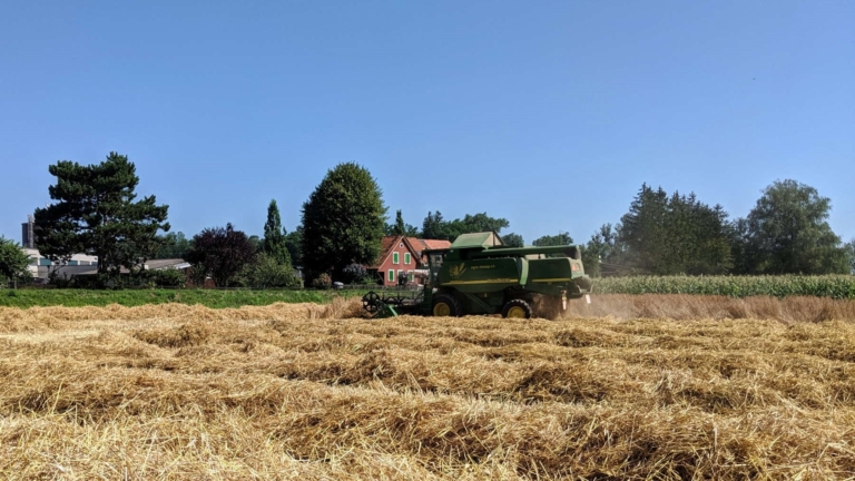 Le fameux grain rouge d’Oberkulm