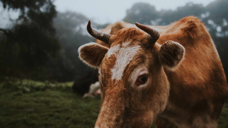 Céréales panifiables et fourragères