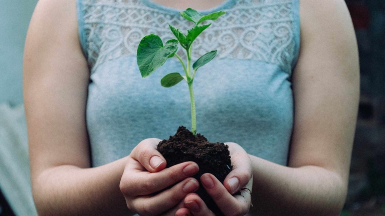 Traitement des plantes