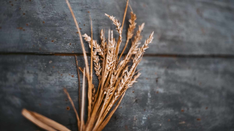 Le grain de céréale