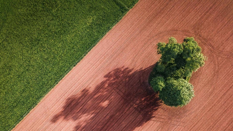 La croissance des céréales